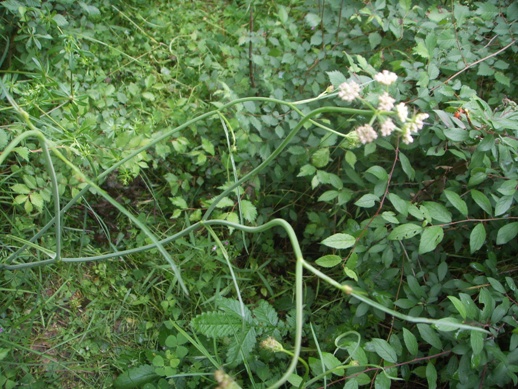 Oenanthe pimpinelloides / Finocchio acquatico comune